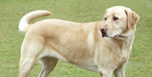 Labrador Retriever Pedigrees