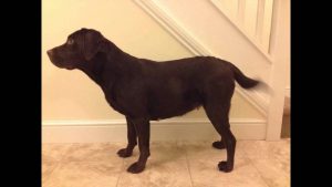 Labrador Retriever Pregnancy