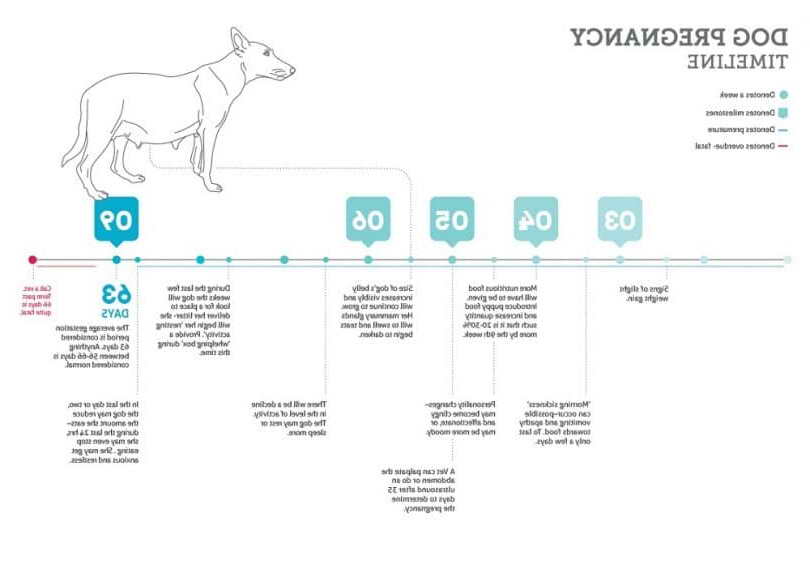 Labrador Retriever Pregnancy Timeline