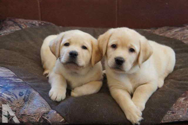 Labrador Retriever Puppies Adoption