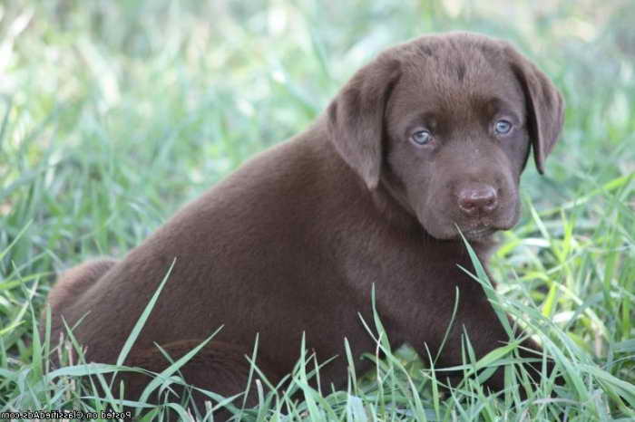 Labrador Retriever Puppies Arkansas