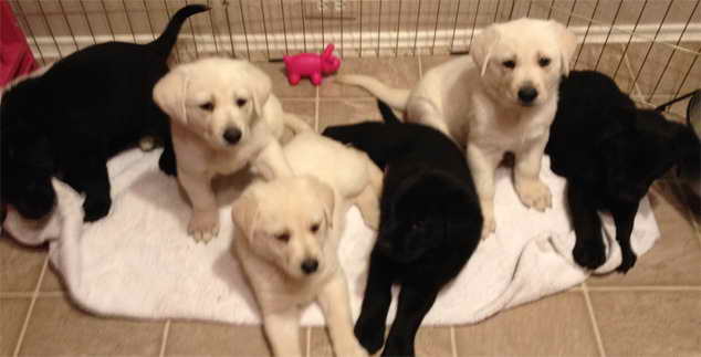 Labrador Retriever Puppies Dallas