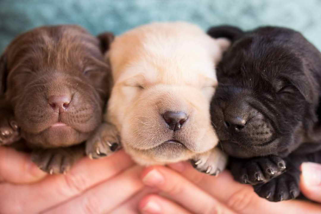 Labrador Retriever Puppies For Sale In Az