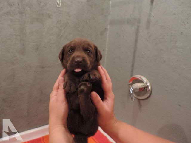 Labrador Retriever Puppies For Sale In Missouri