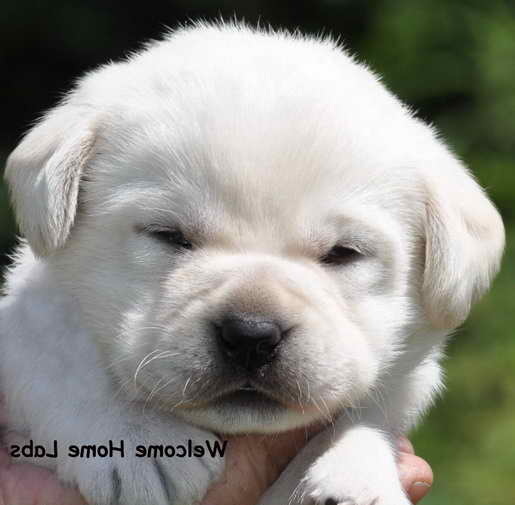 Labrador Retriever Puppies For Sale In Mn