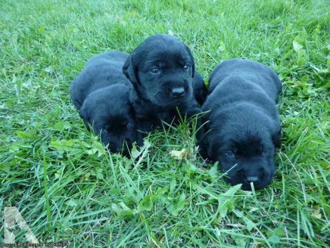 Labrador Retriever Puppies For Sale In Ohio