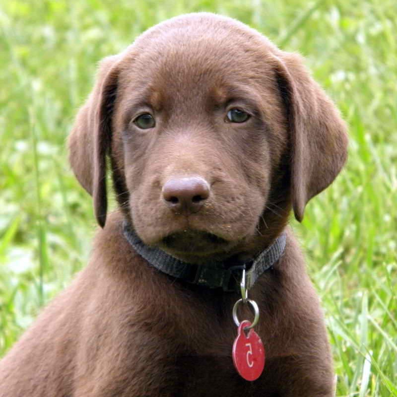 Labrador Retriever Puppies For Sale In Virginia