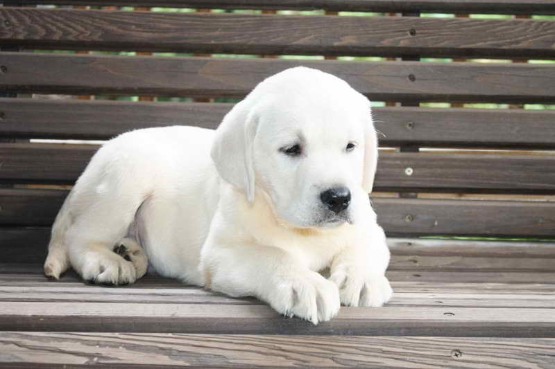 Labrador Retriever Puppies For Sale Missouri