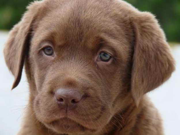 Labrador Retriever Puppies Houston