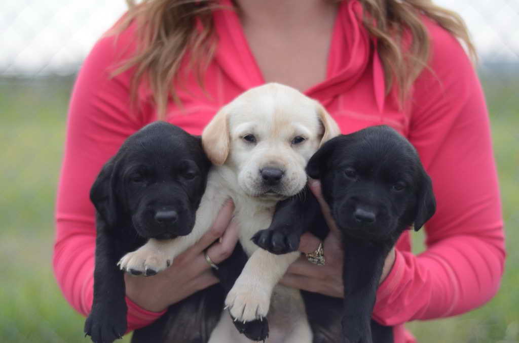 Labrador Retriever Puppies Iowa