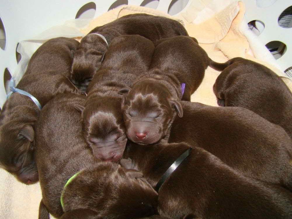 Labrador Retriever Puppies Jacksonville Fl