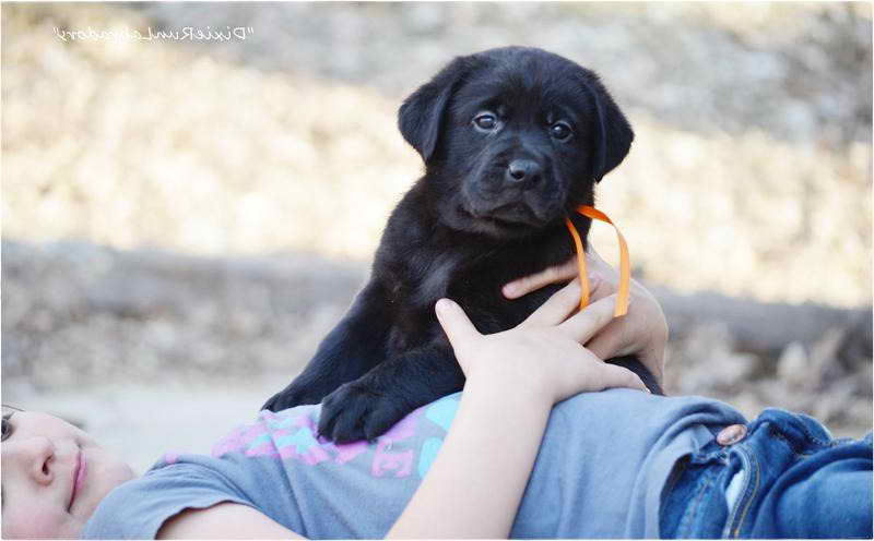 Labrador Retriever Puppies Kentucky