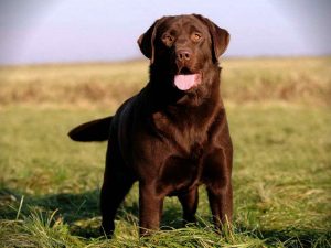 Labrador Retriever Puppies Long Island
