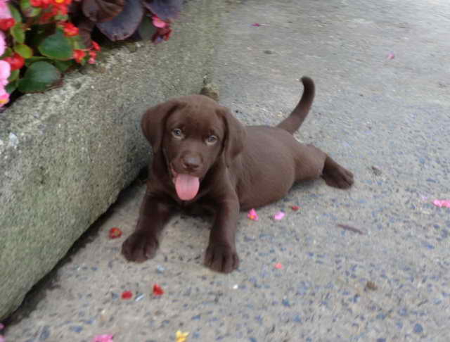 Labrador Retriever Puppies Orlando