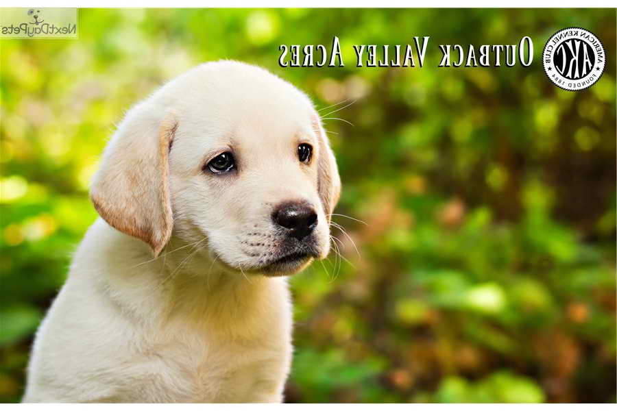 Labrador Retriever Puppies Pittsburgh