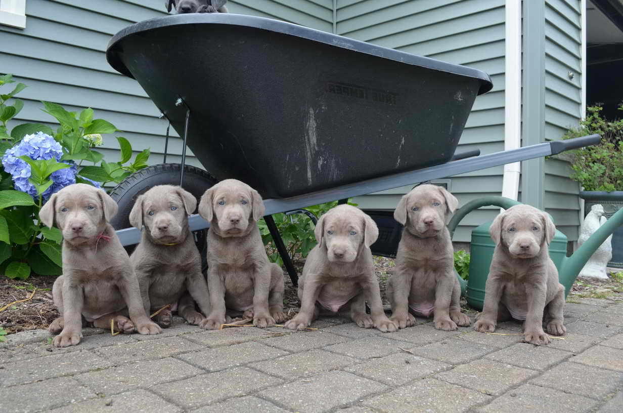 Labrador Retriever Puppies Rochester Ny