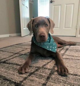 Labrador Retriever Puppies Southern California