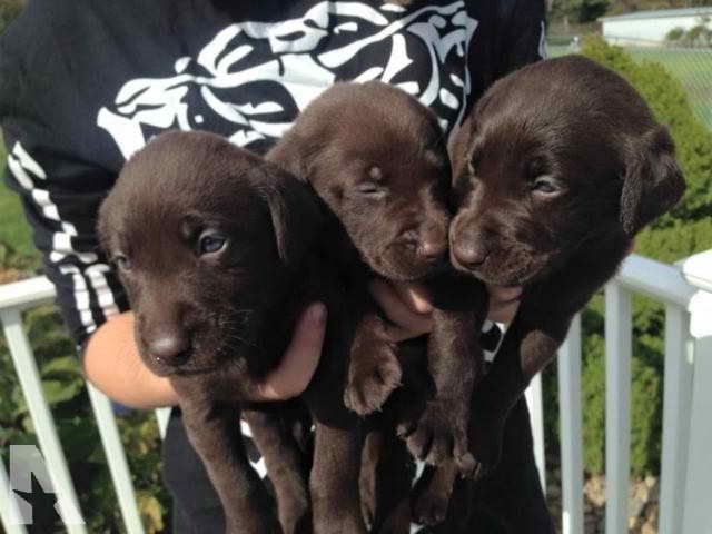 Labrador Retriever Puppies Tennessee