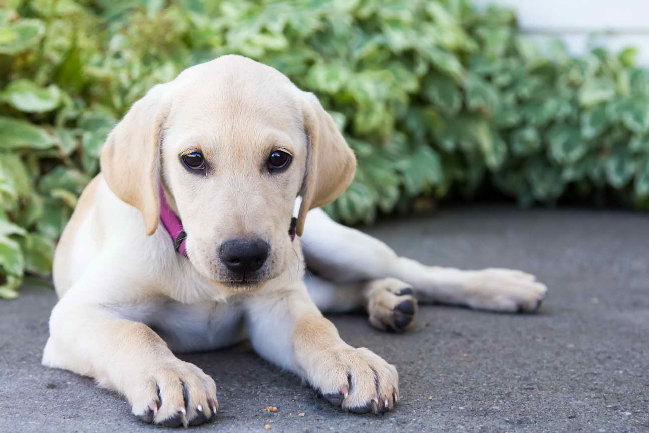 Labrador Retriever Puppies Utah