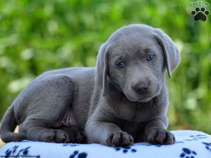 Labrador Retriever Puppies Vt