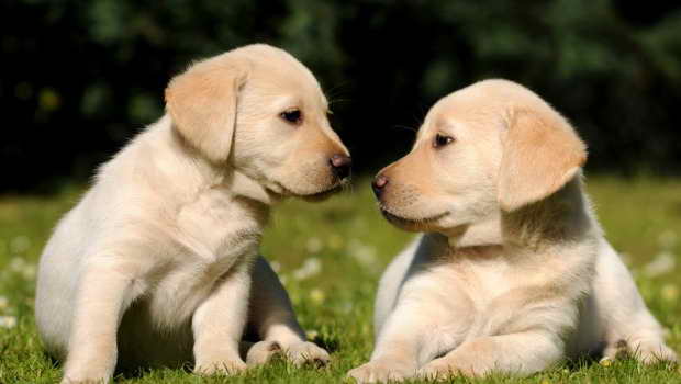 Labrador Retriever Puppy Care