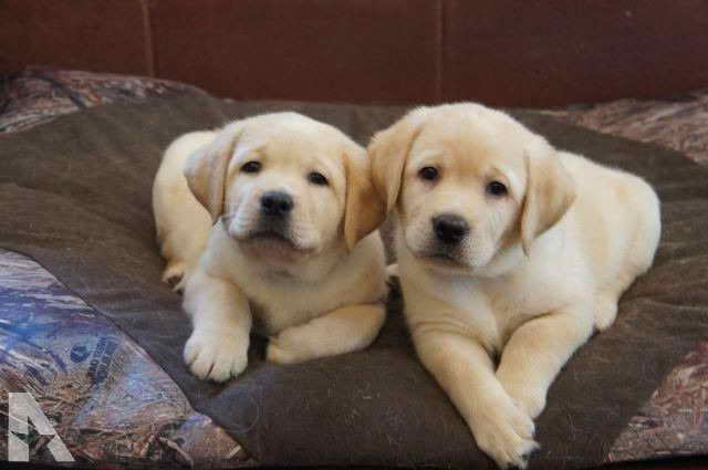 Labrador Retriever Puppy For Sale