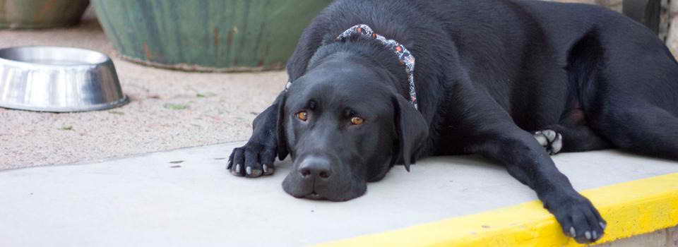 Labrador Retriever Rescue Arizona