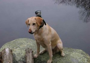 Labrador Retriever Rescue Denver