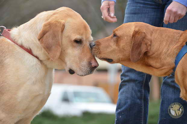 Labrador Retriever Rescue Dogs