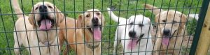 Labrador Retriever Rescue Houston