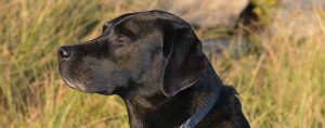 Labrador Retriever Rescue Near Me