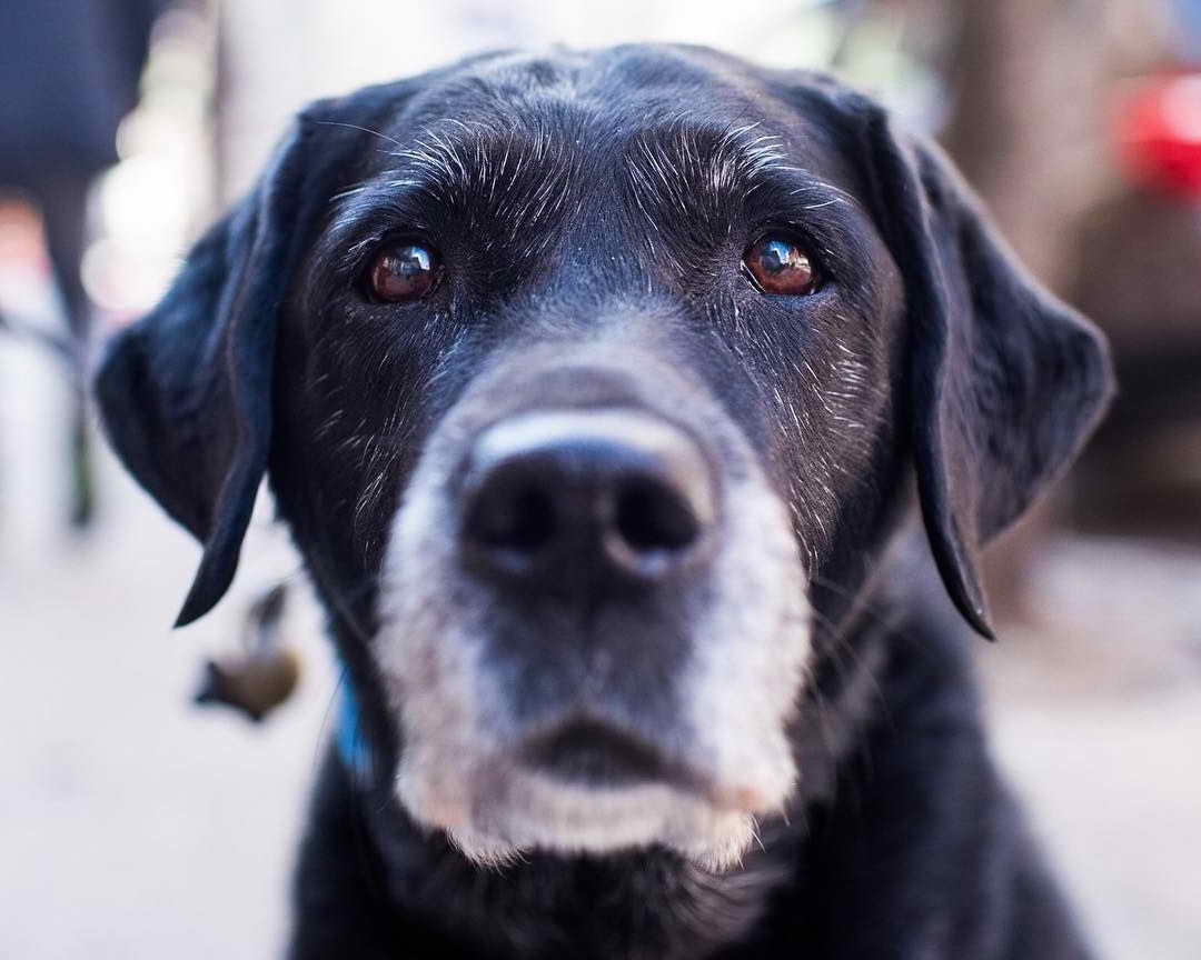 Labrador Retriever Rescue New York