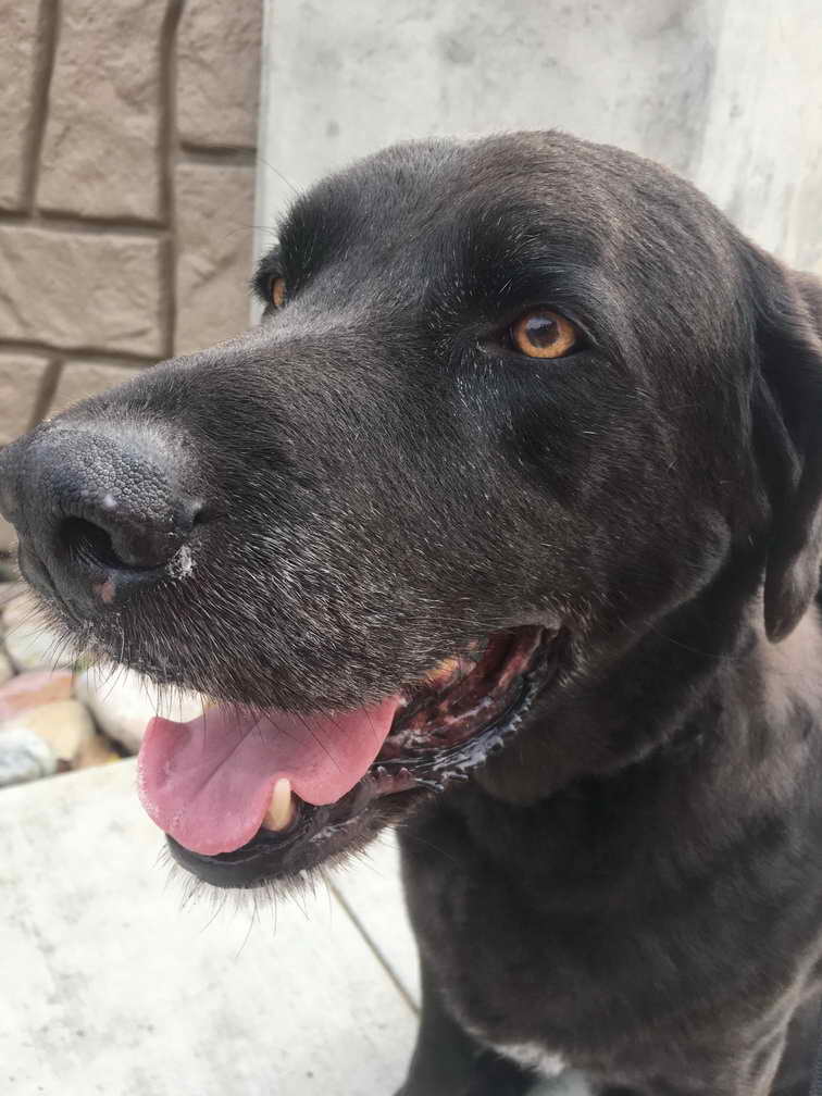 Labrador Retriever Rescue San Diego