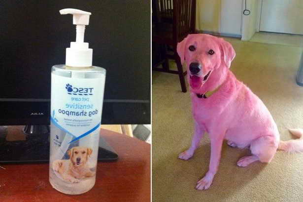 Labrador Retriever Shampoo