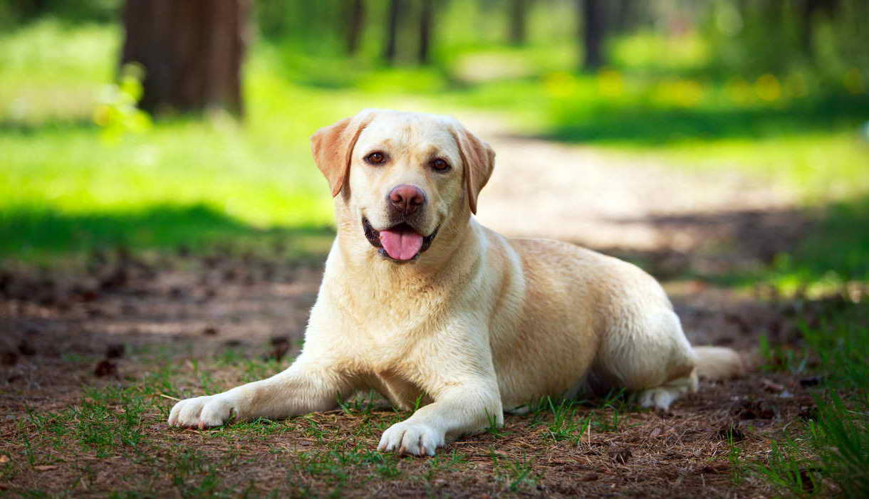 Labrador Retriever Websites