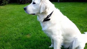 Labrador Retriever White