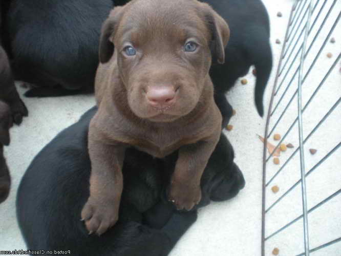 Labrador Retrievers For Sale In Alabama