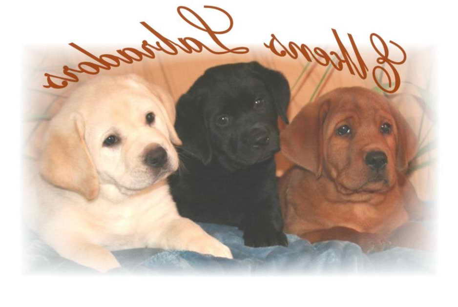 Labrador Retrievers For Sale In California