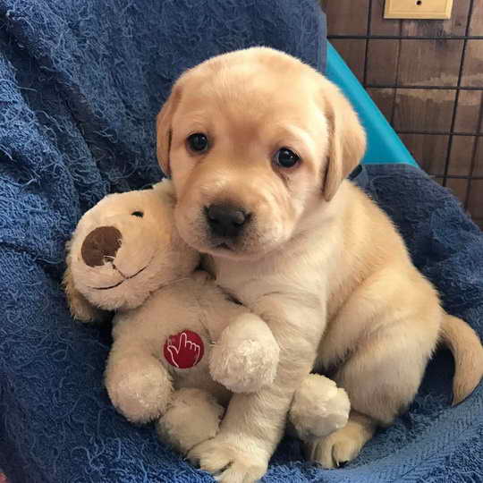 Labrador Retrievers Near Me