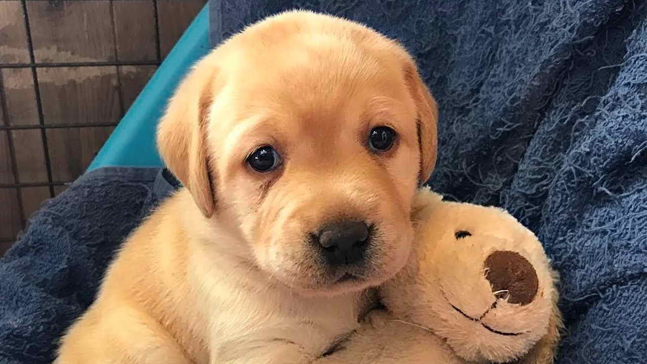 Labrador Retrievers Puppies