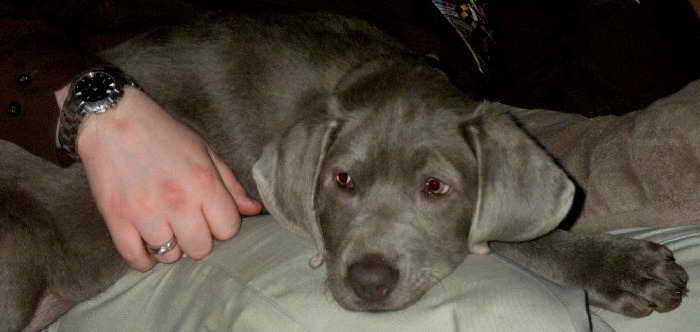 Labrador Retrievers Washington State