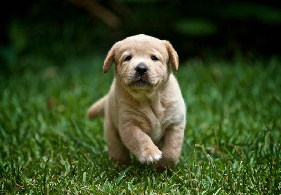 Labrador Retriver Breeders