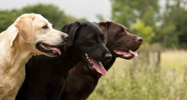 Labrador Retriver Mix