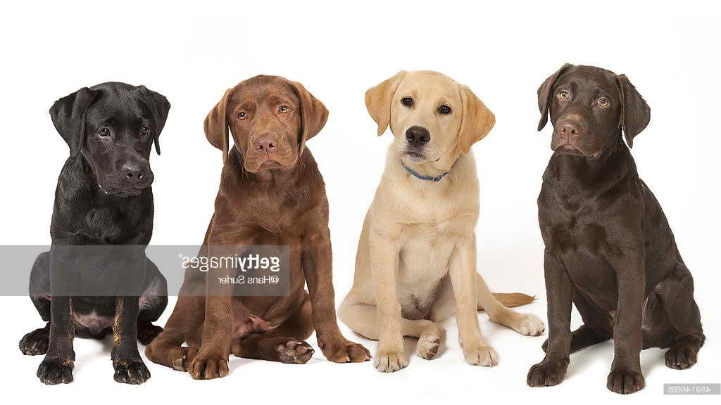 Labrador Retriver Pictures