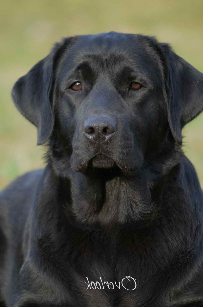 Labrador Rochester Ny