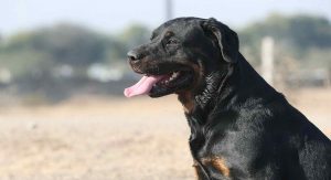 Labrador Rottweiler Mix Puppies