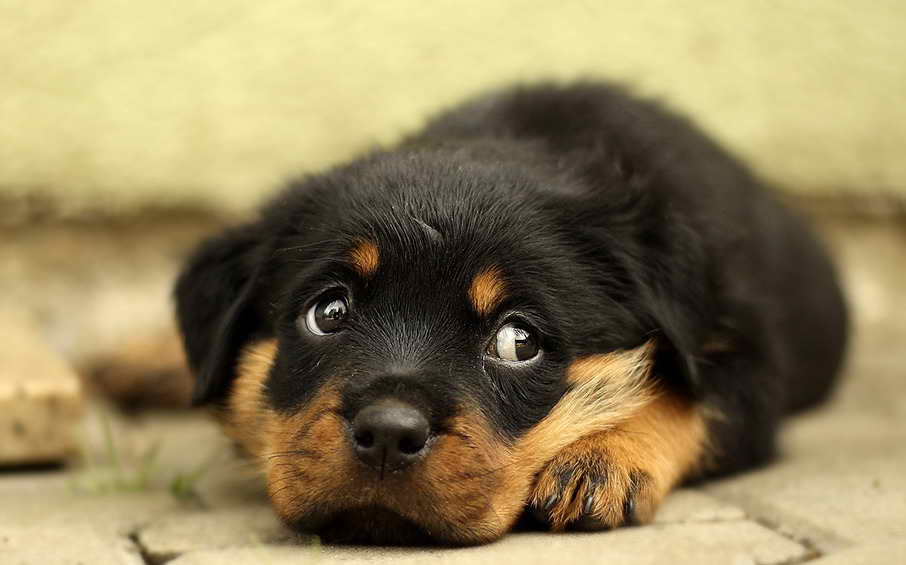 Labrador Rottweiler Mix Puppies For Sale