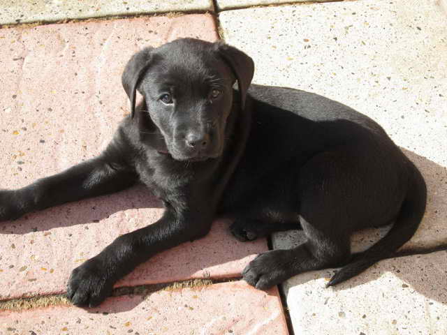 Labrador Rottweiler Puppies For Sale