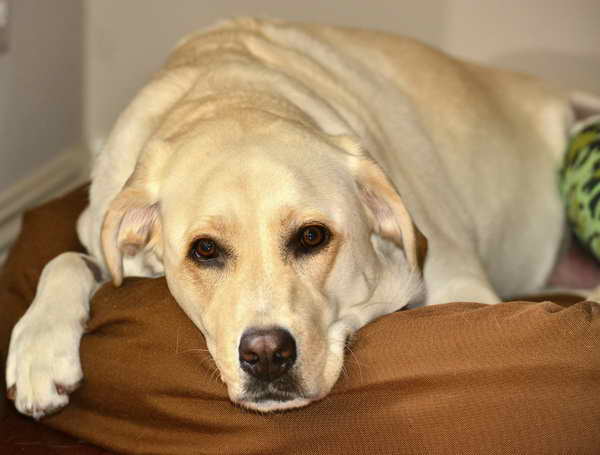 Labrador Seizures Symptoms