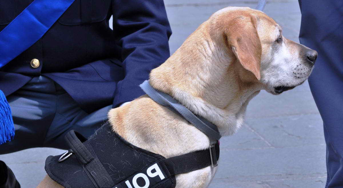 Labrador Service Dog